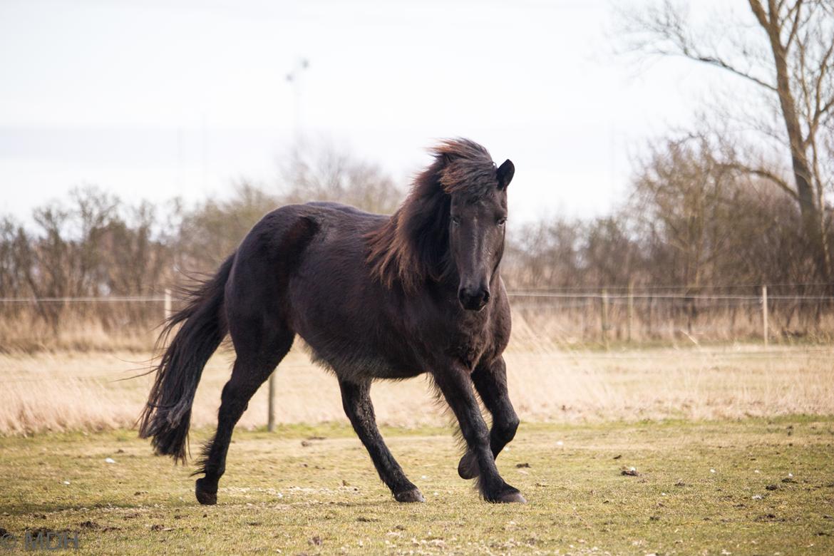 Islænder Bára fra Stiesholm [Lama] billede 9