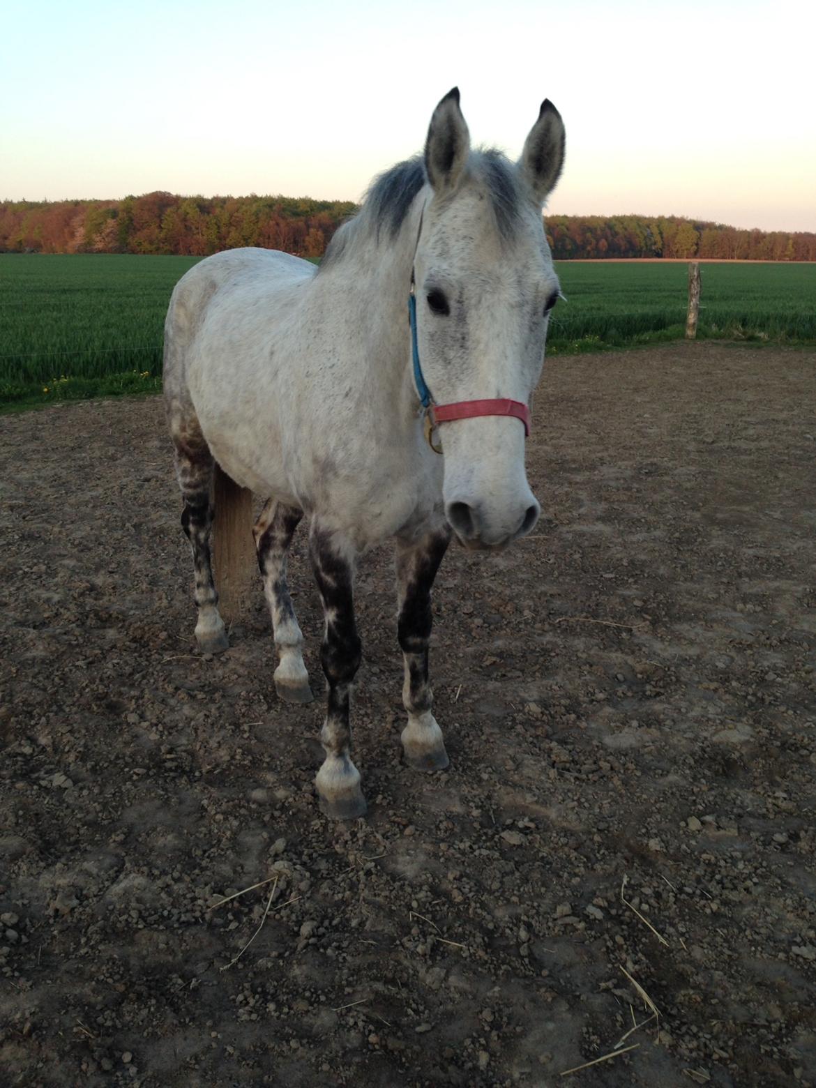 Ungarnsk Varmblod  Gilligans Widam billede 1