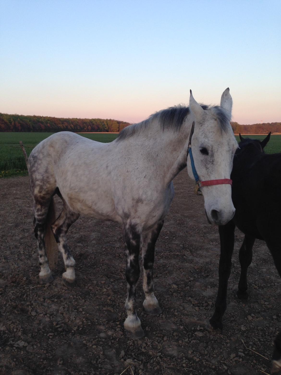 Ungarnsk Varmblod  Gilligans Widam billede 2