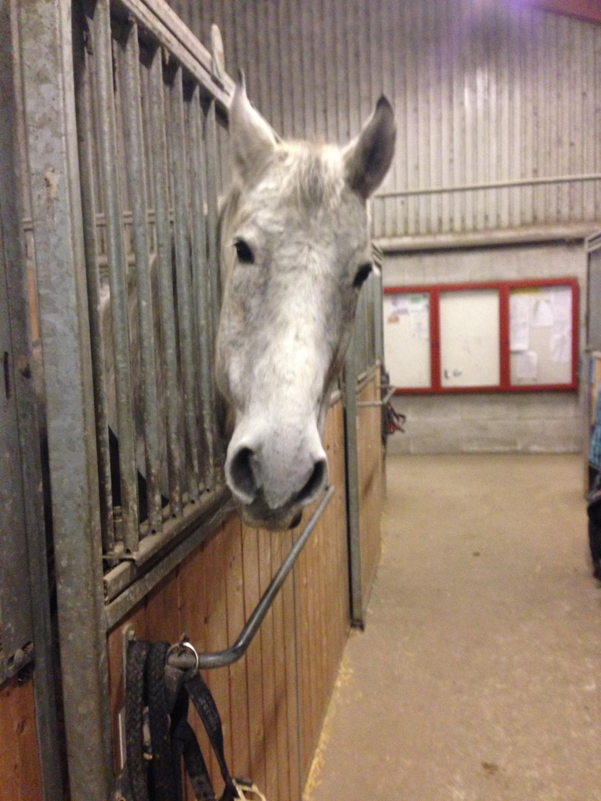 Ungarnsk Varmblod  Gilligans Widam billede 4