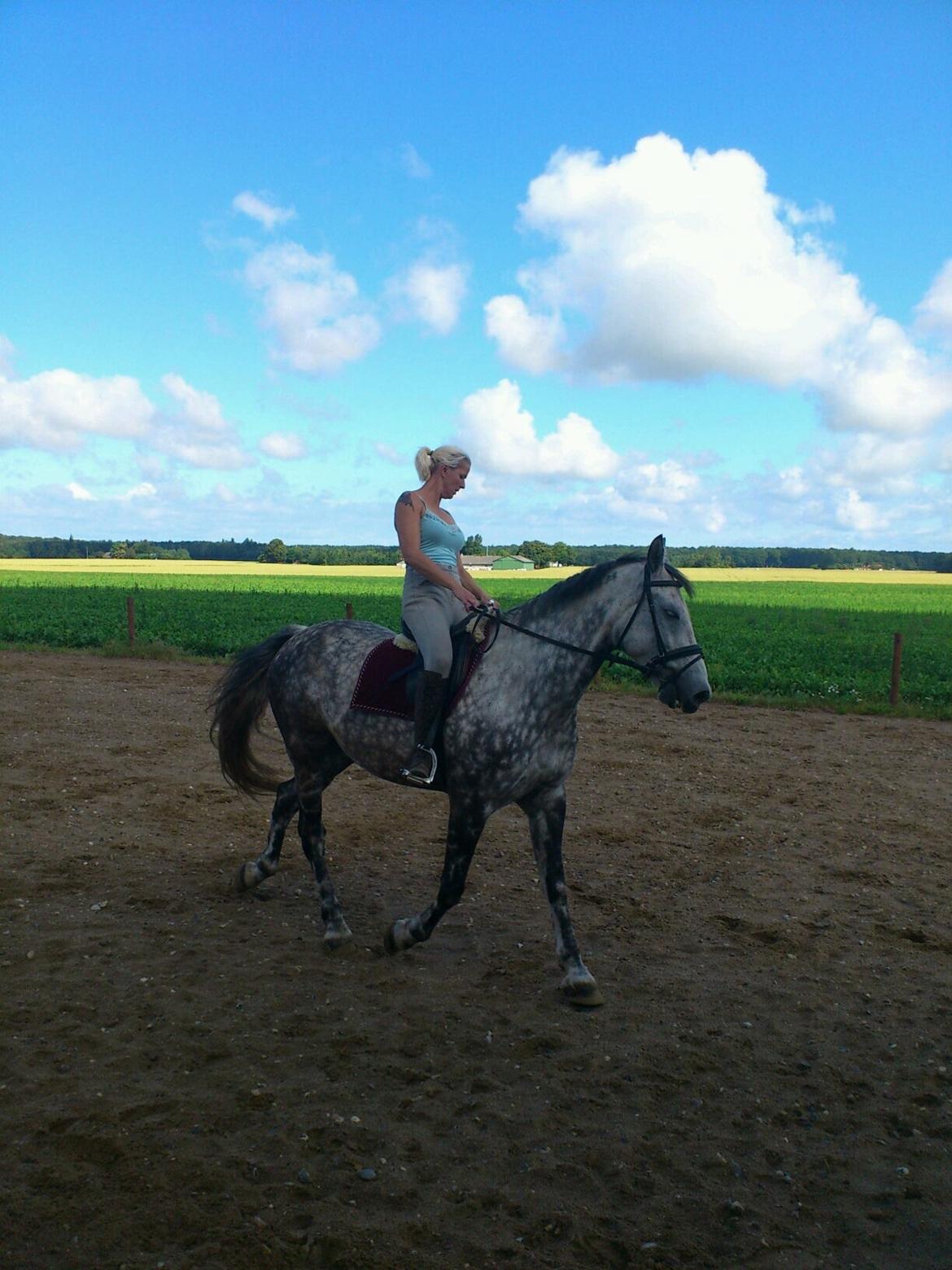 Ungarnsk Varmblod  Gilligans Widam billede 3