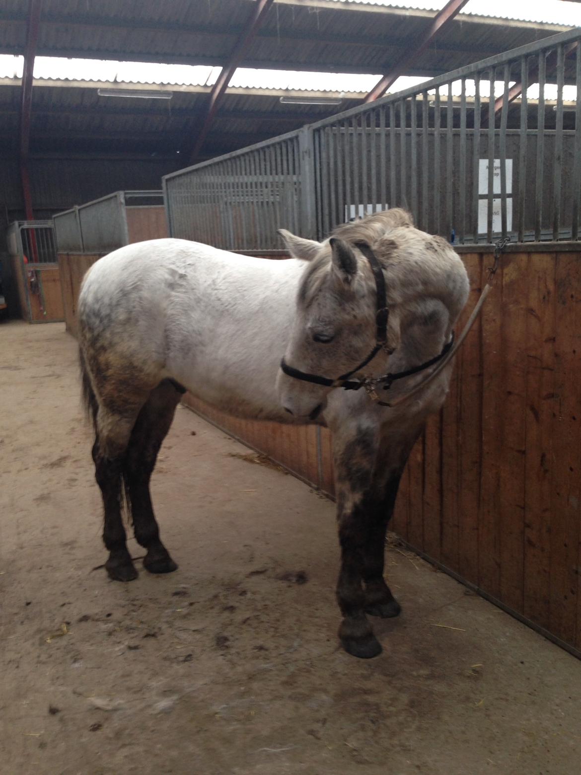 Ungarnsk Varmblod  Gilligans Widam billede 6