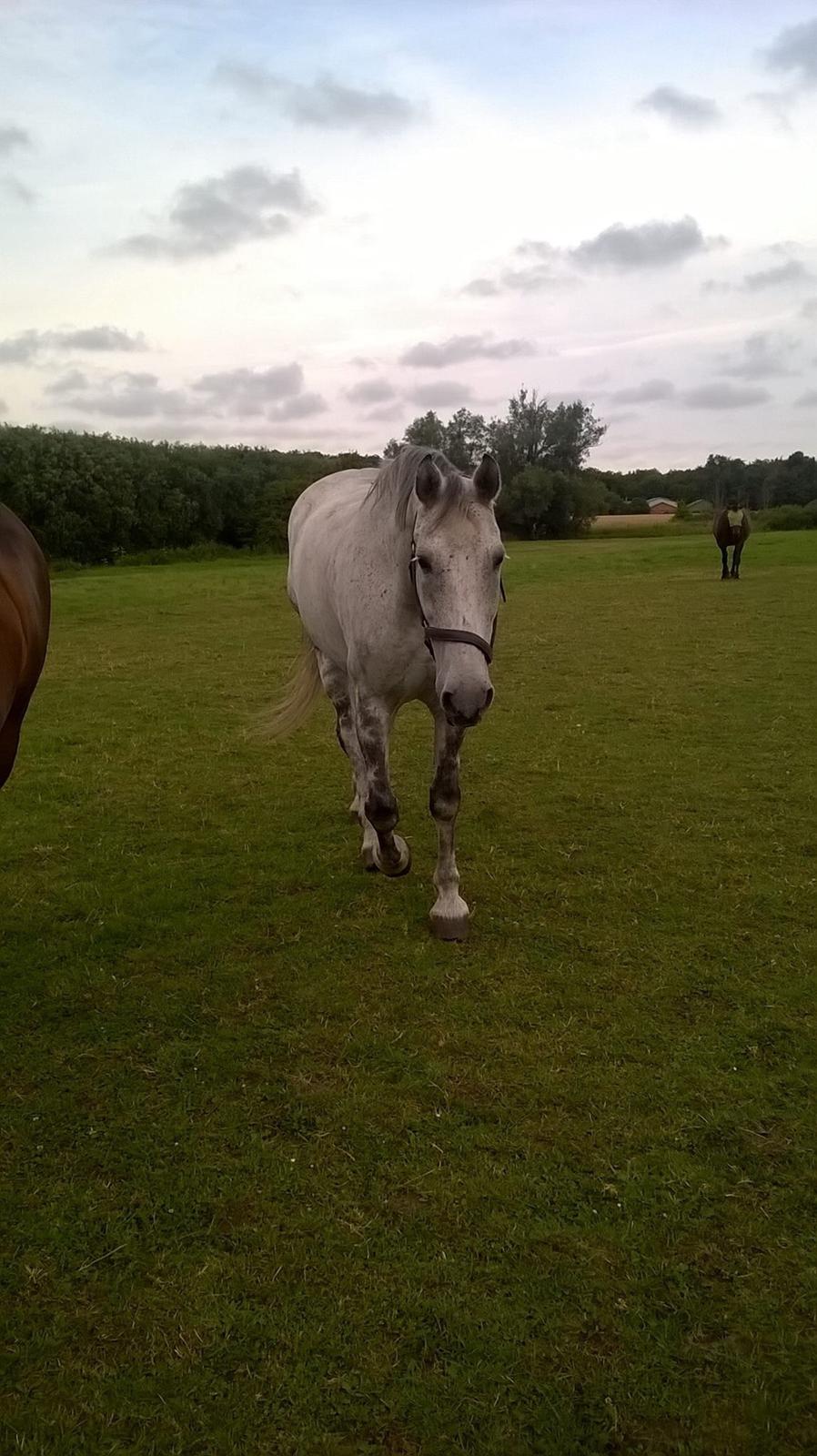 Ungarnsk Varmblod  Gilligans Widam billede 7