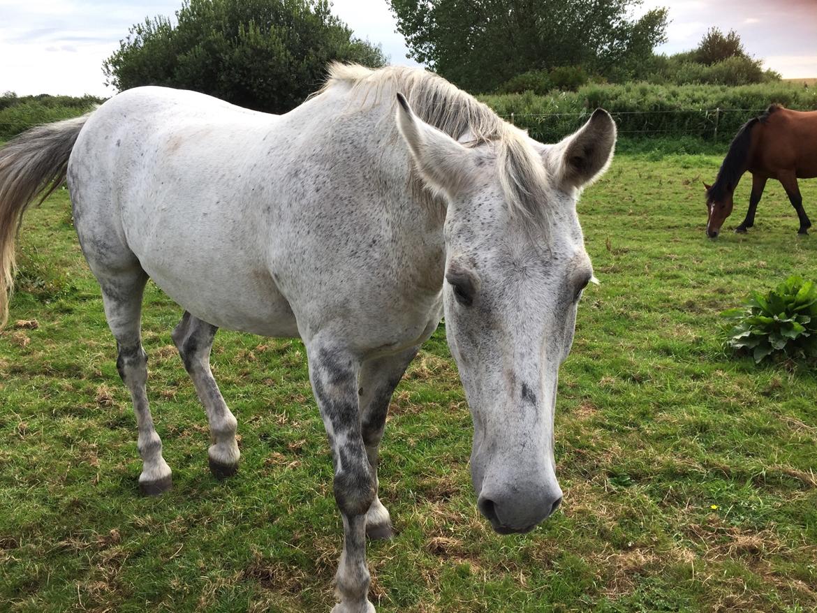 Ungarnsk Varmblod  Gilligans Widam billede 8