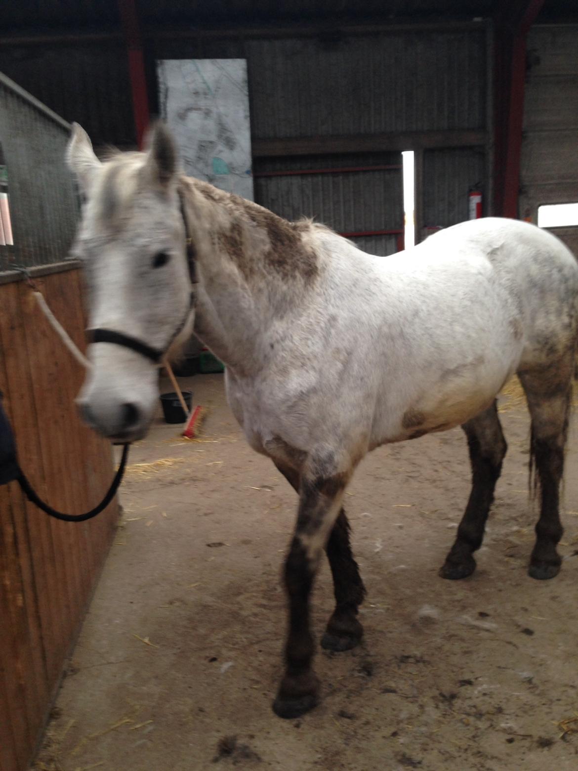 Ungarnsk Varmblod  Gilligans Widam billede 5