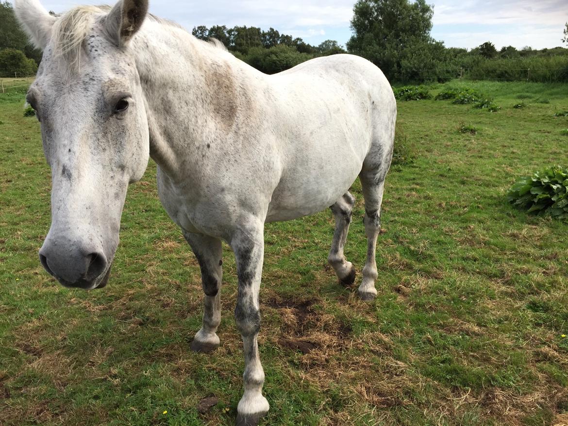 Ungarnsk Varmblod  Gilligans Widam billede 9