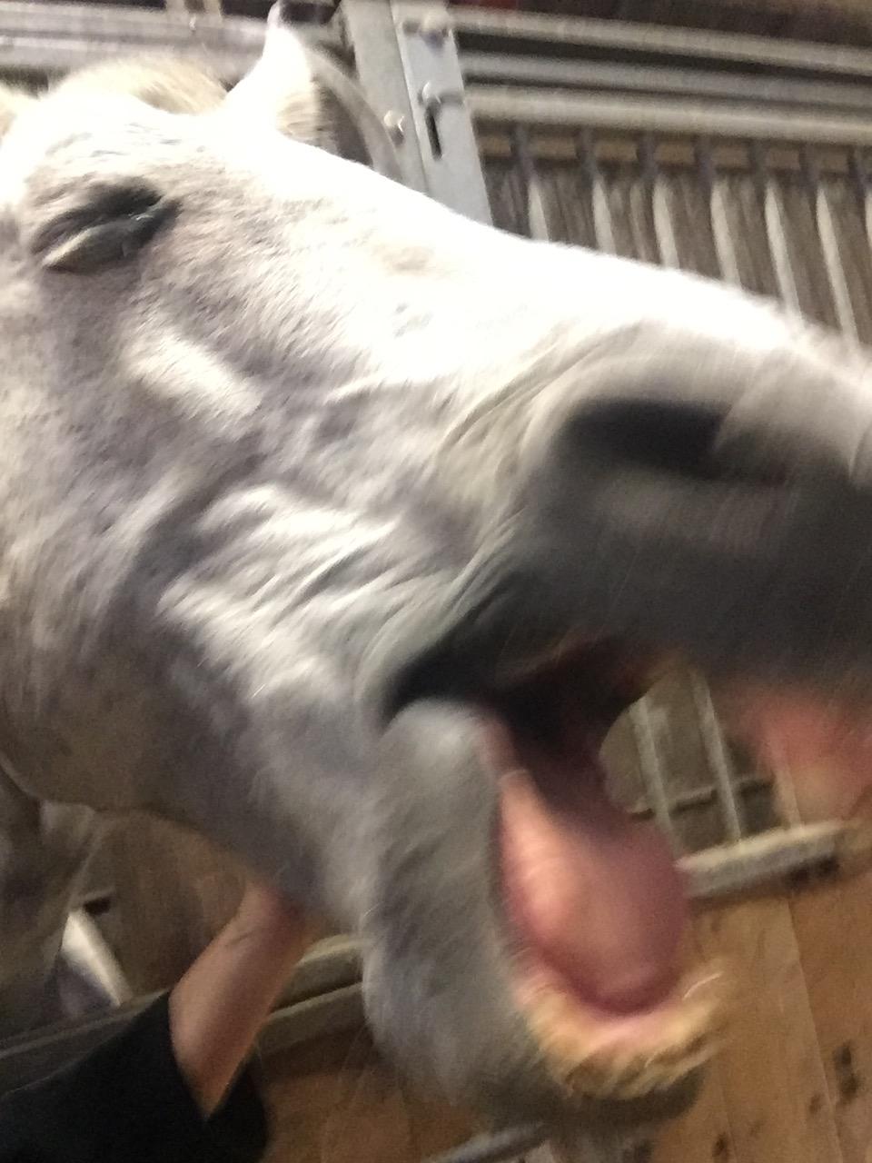 Ungarnsk Varmblod  Gilligans Widam billede 11