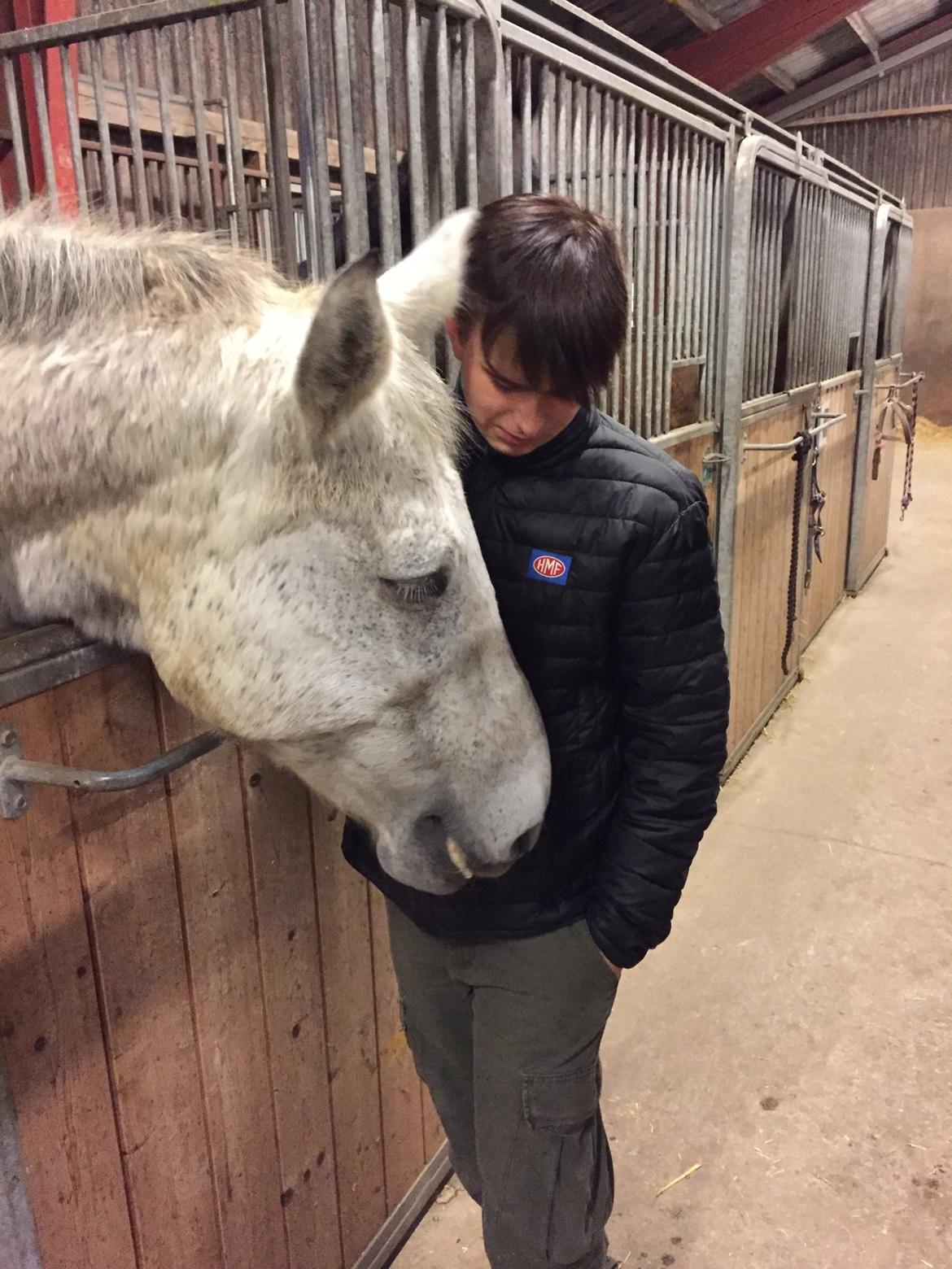 Ungarnsk Varmblod  Gilligans Widam billede 12