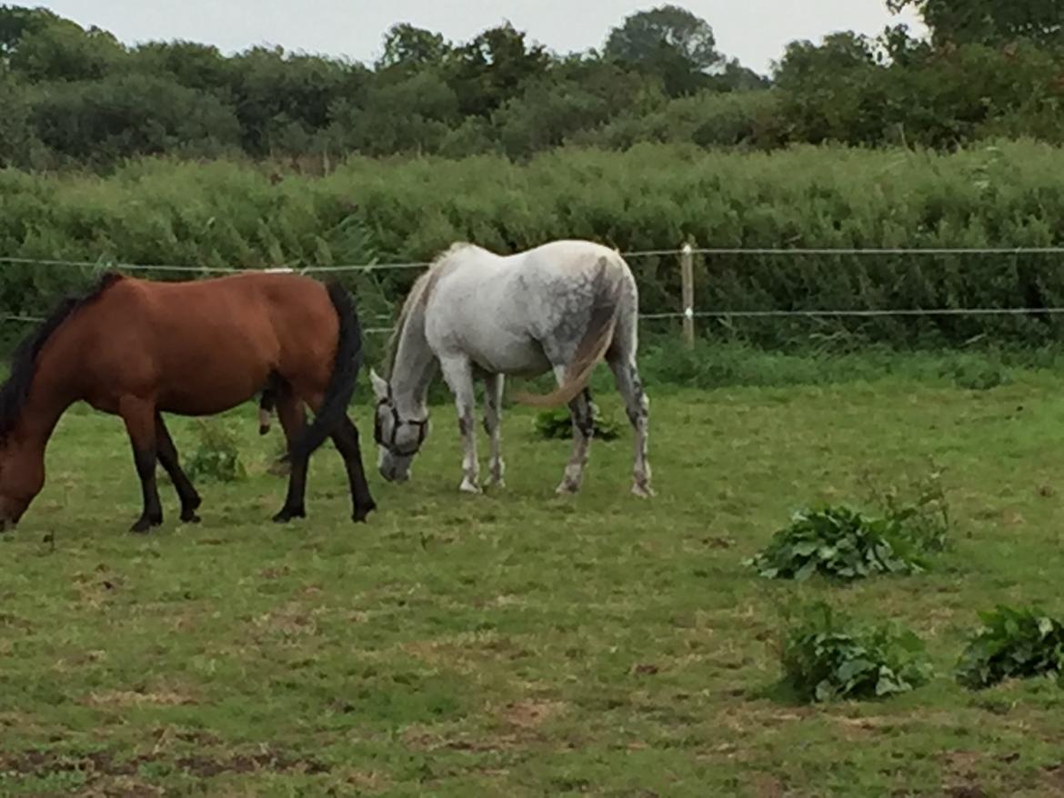 Ungarnsk Varmblod  Gilligans Widam billede 10