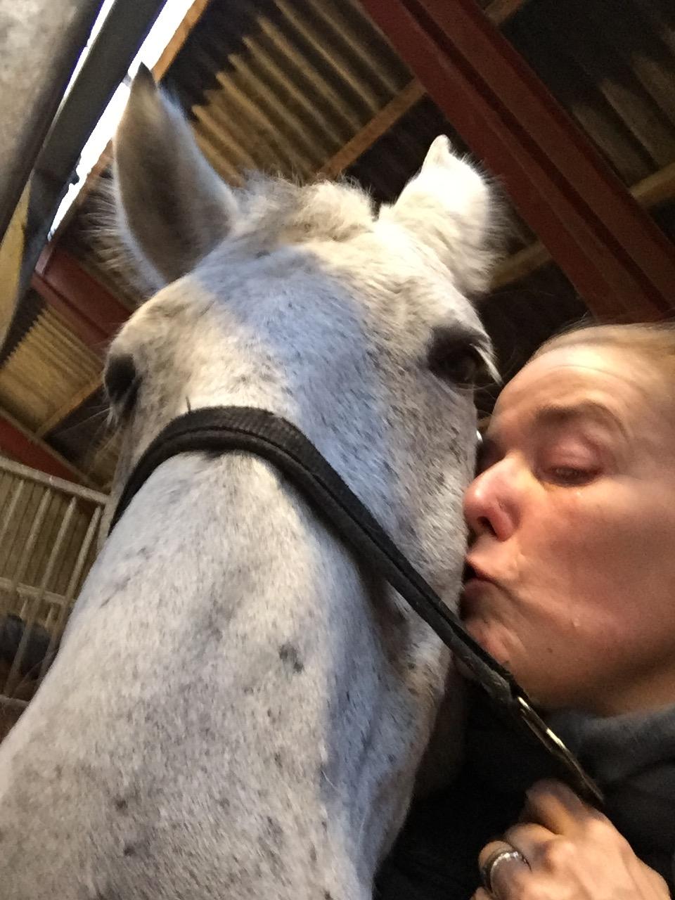 Ungarnsk Varmblod  Gilligans Widam billede 14