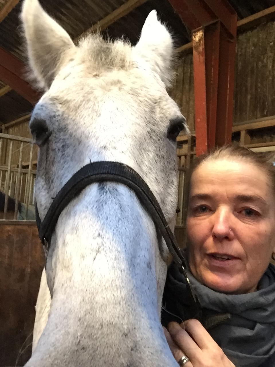 Ungarnsk Varmblod  Gilligans Widam billede 13