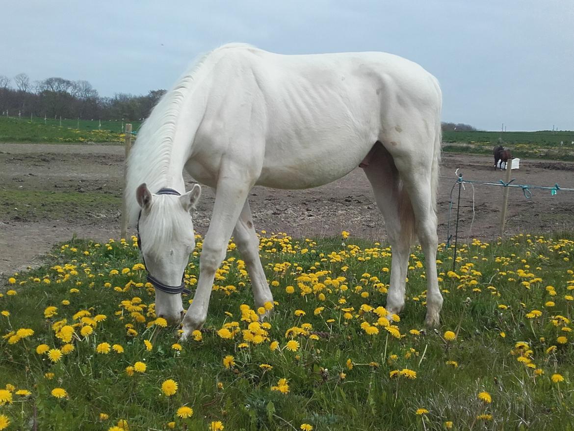 Anden særlig race Dyrekjærs Amazing Damian (solgt) - Maj 17 billede 16