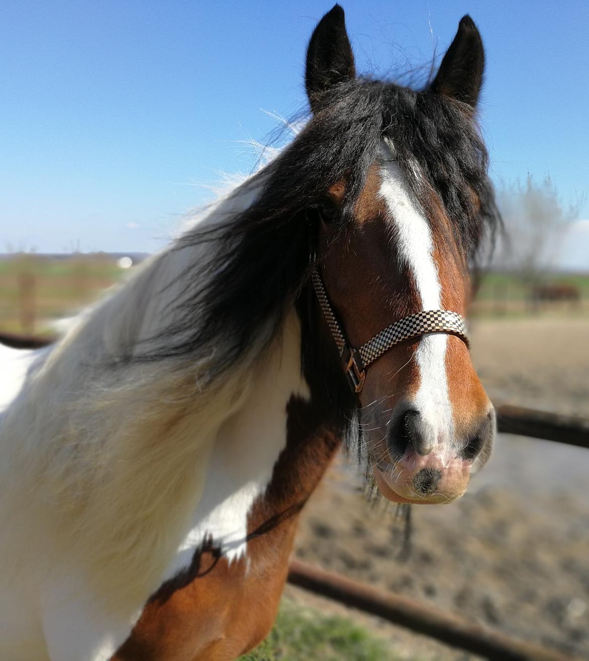 Tinker Satin´s Acacia - Smukke Acacia billede 1