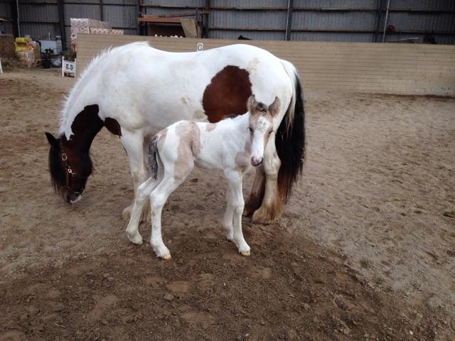 Tinker Satin´s Acacia - Acacia og Acacia´s Blue Lupinus på luftetur billede 5