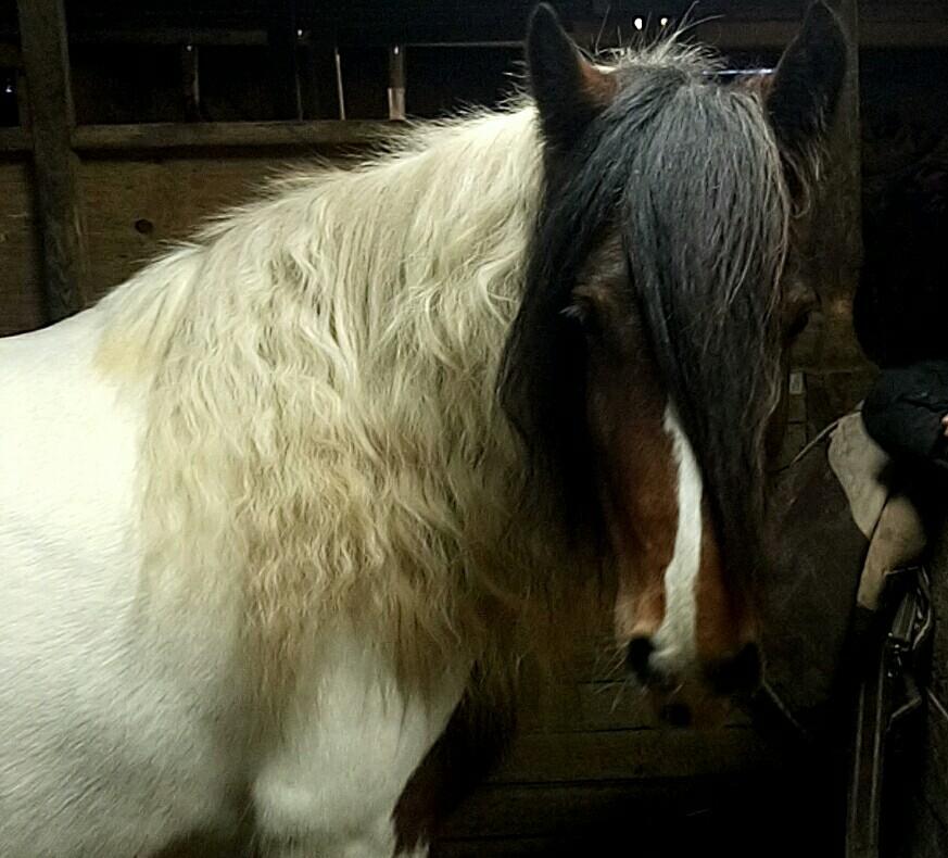 Tinker Satin´s Acacia billede 6