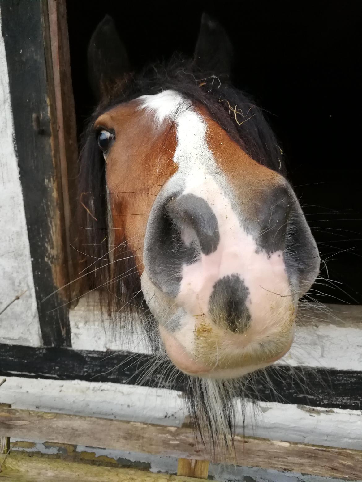 Tinker Satin´s Acacia billede 7