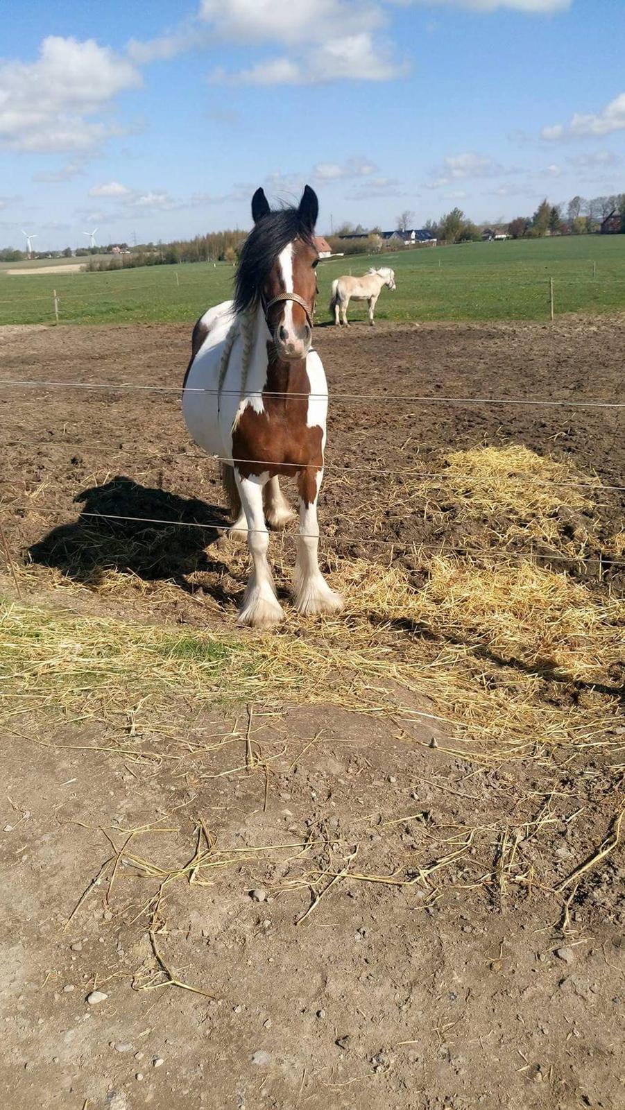 Tinker Satin´s Acacia - Meget højdrægtig Acacia billede 8