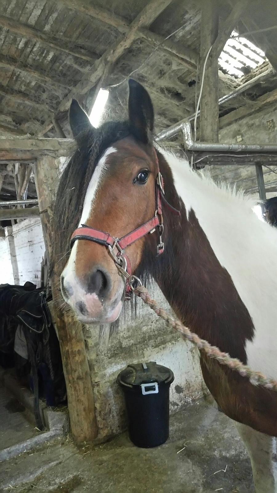 Tinker Satin´s Acacia billede 2