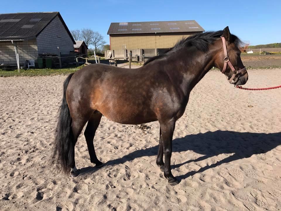 New Forest Annexgårdens brownie billede 1