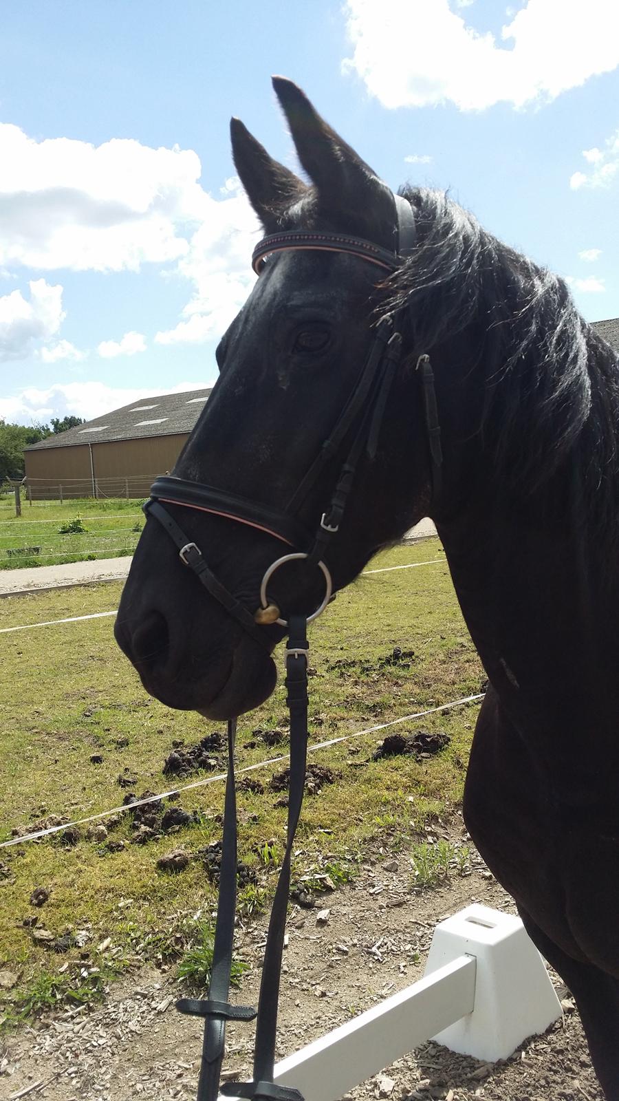 Frieser Thea billede 16