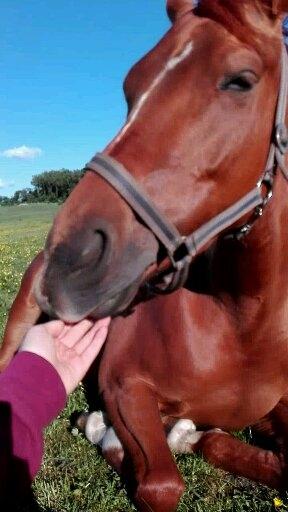 Anden særlig race Storbjergs Lollipop  billede 6