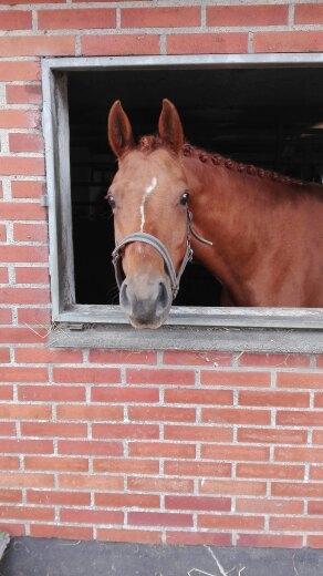 Anden særlig race Storbjergs Lollipop  billede 8