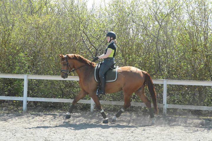 Anden særlig race Storbjergs Lollipop  billede 4