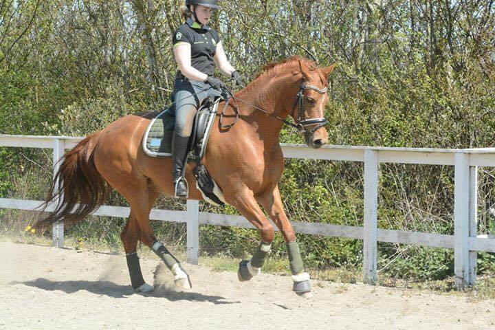 Anden særlig race Storbjergs Lollipop  billede 11