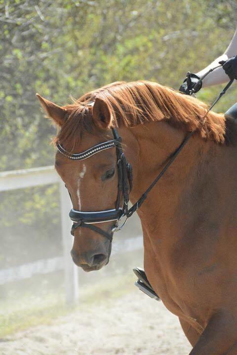 Anden særlig race Storbjergs Lollipop  billede 10
