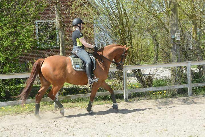 Anden særlig race Storbjergs Lollipop  billede 2