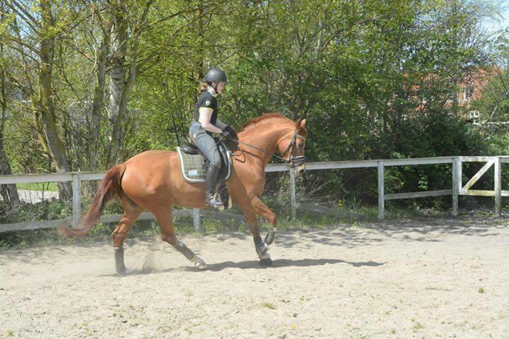 Anden særlig race Storbjergs Lollipop  billede 13