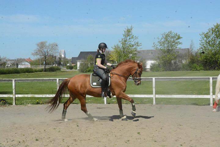 Anden særlig race Storbjergs Lollipop  billede 7