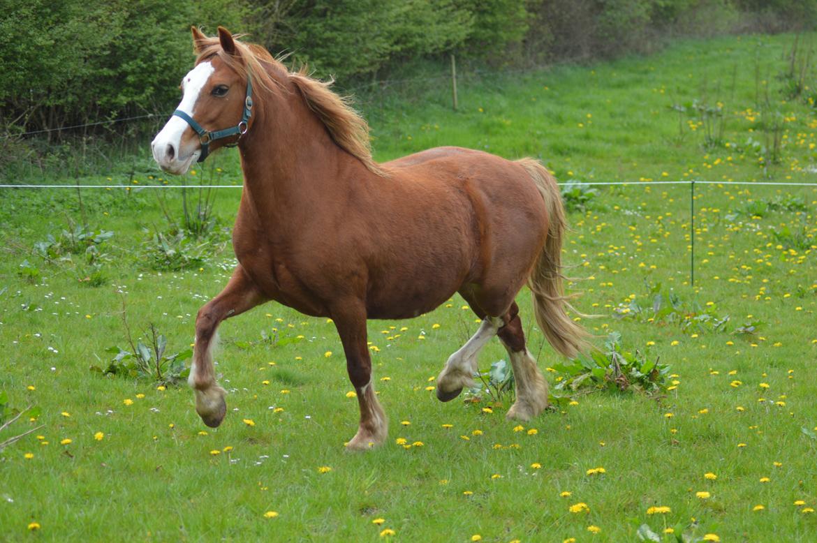 Welsh Pony af Cob-type (sec C) Rosengårdens Nadina - maj 2017 billede 4