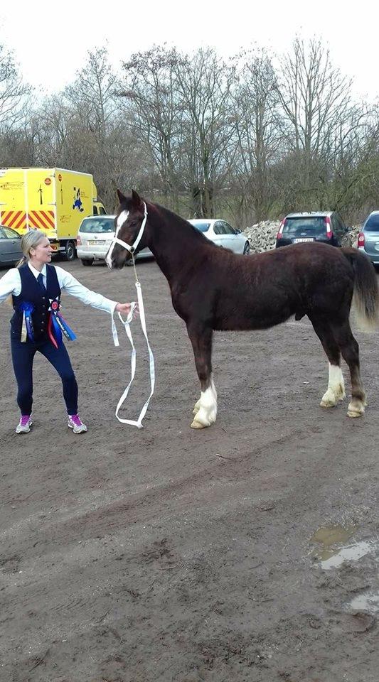 Welsh Cob (sec D) Møllegydens Brego billede 36