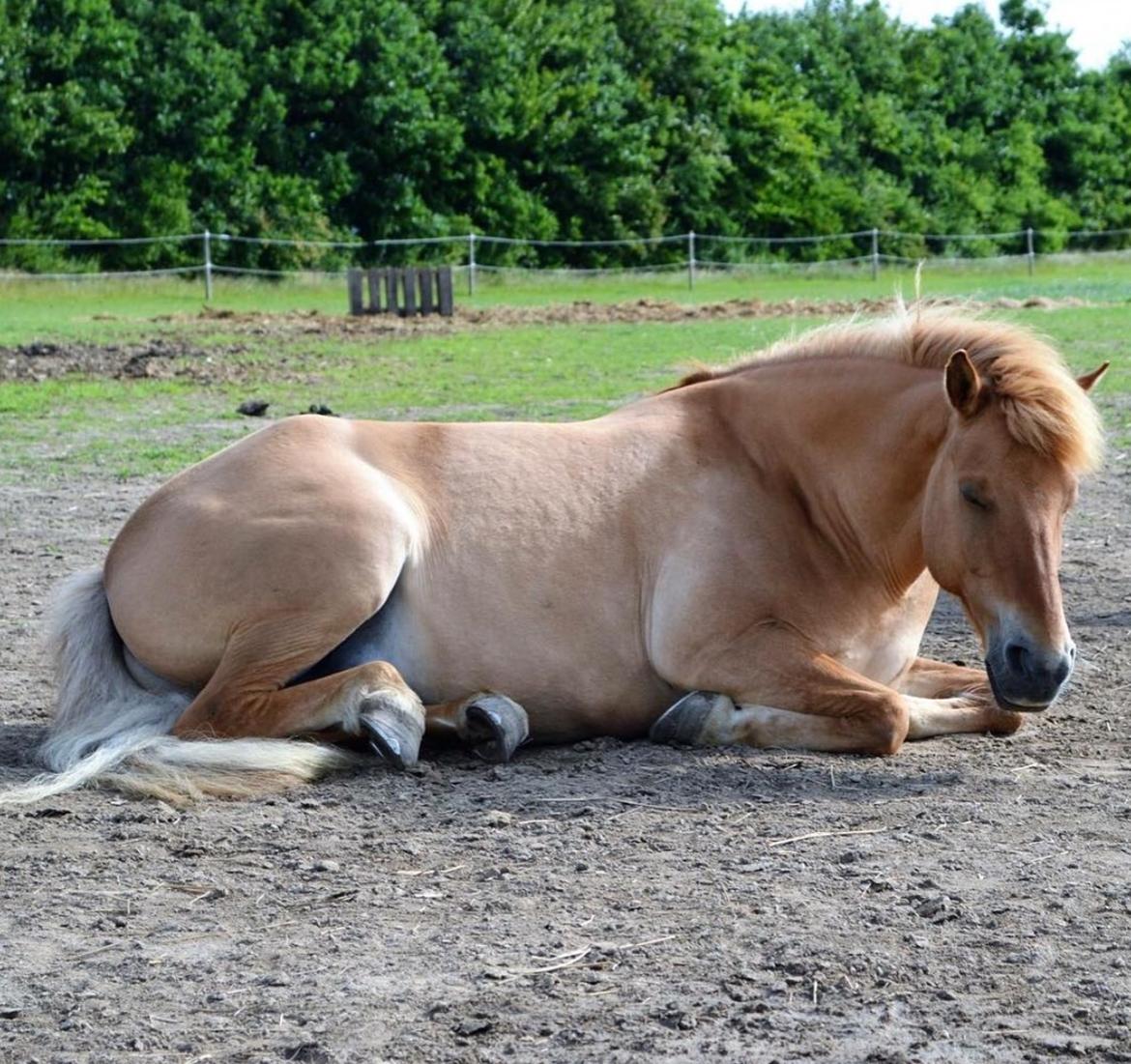 Anden særlig race Laban<3 billede 12