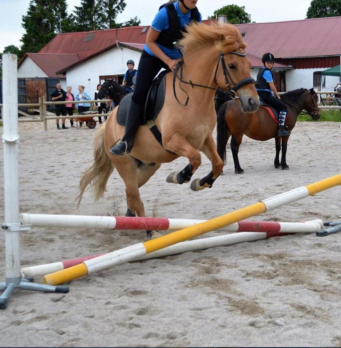 Anden særlig race Laban<3 billede 19