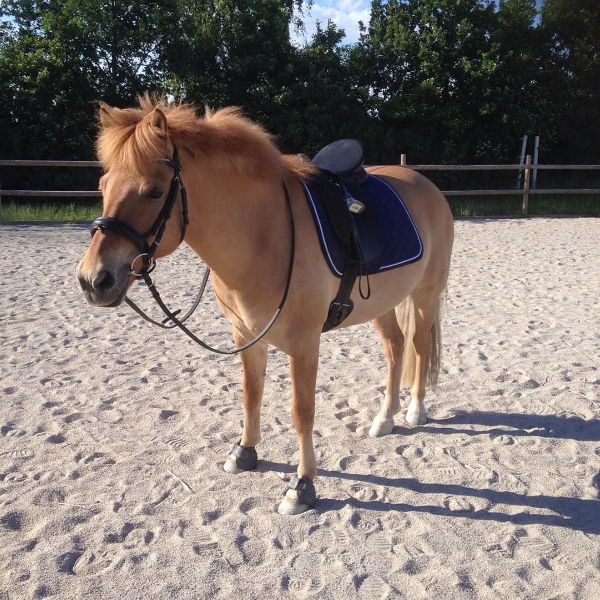 Anden særlig race Laban<3 billede 15