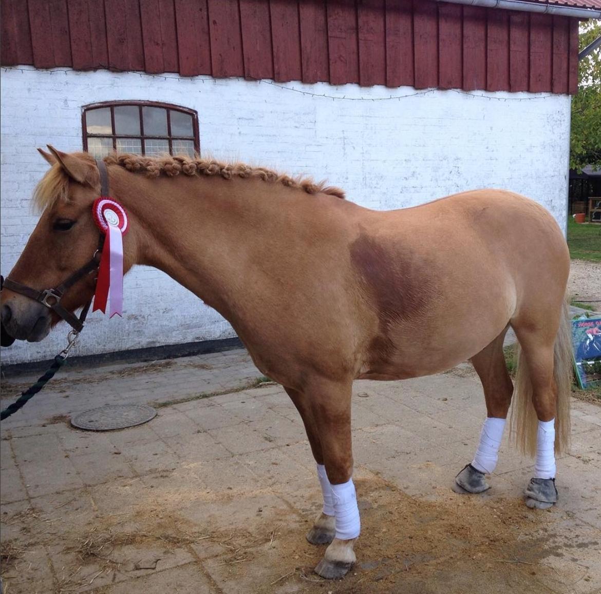 Anden særlig race Laban<3 billede 17