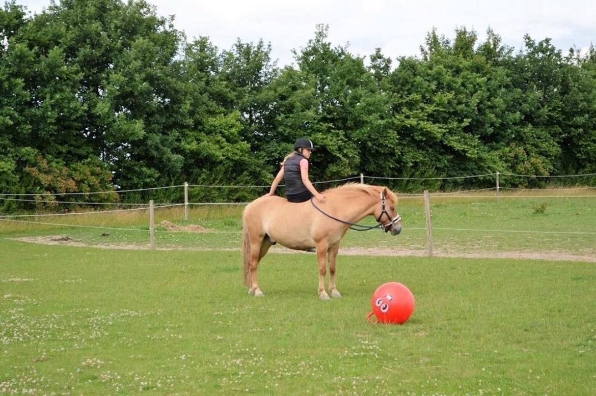 Anden særlig race Laban<3 billede 4