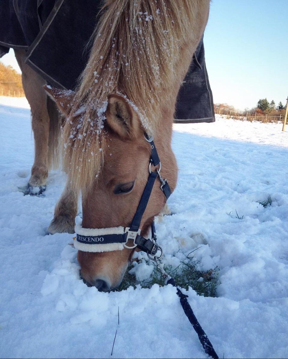 Anden særlig race Laban<3 billede 8