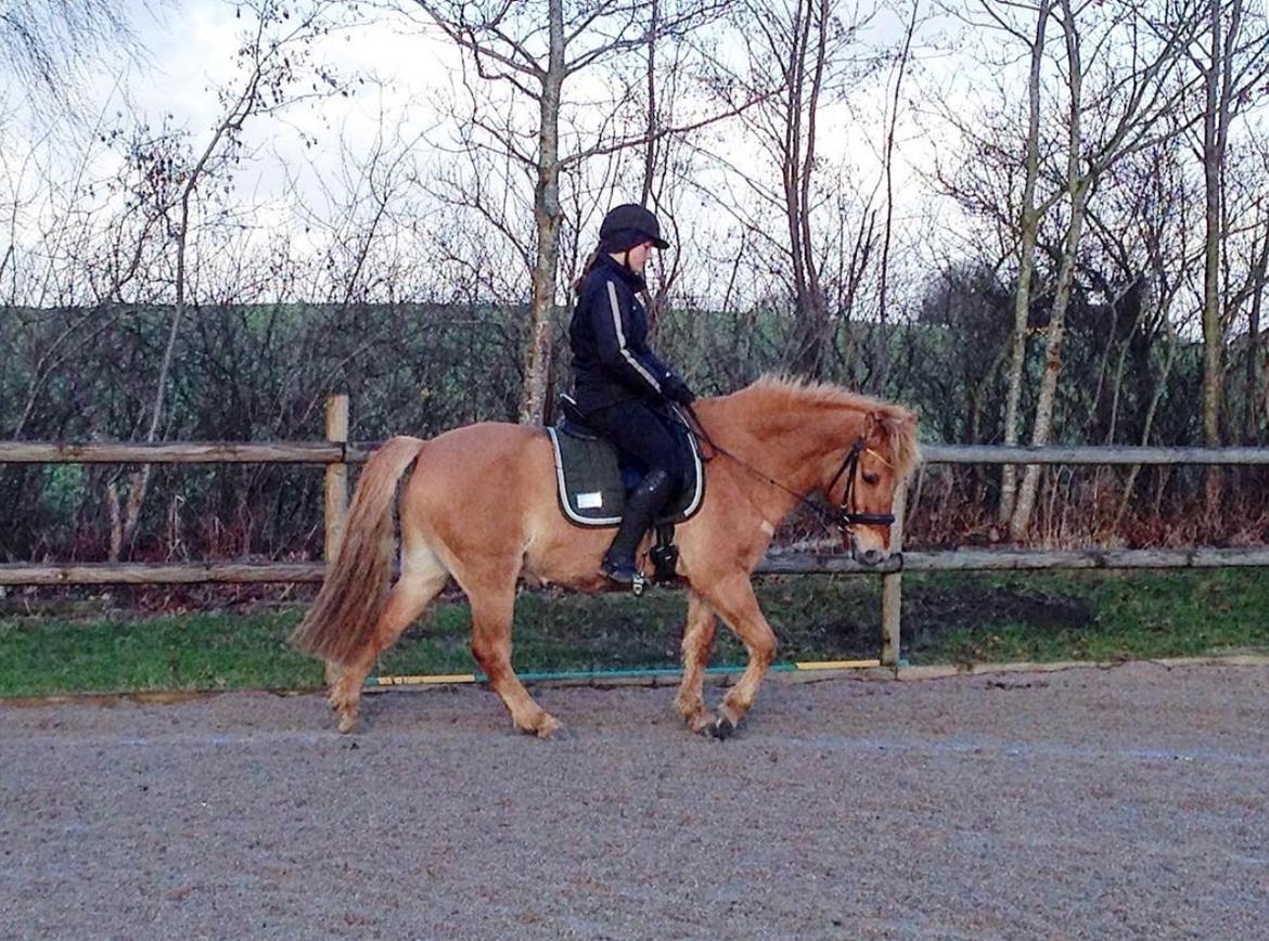 Anden særlig race Laban<3 billede 13