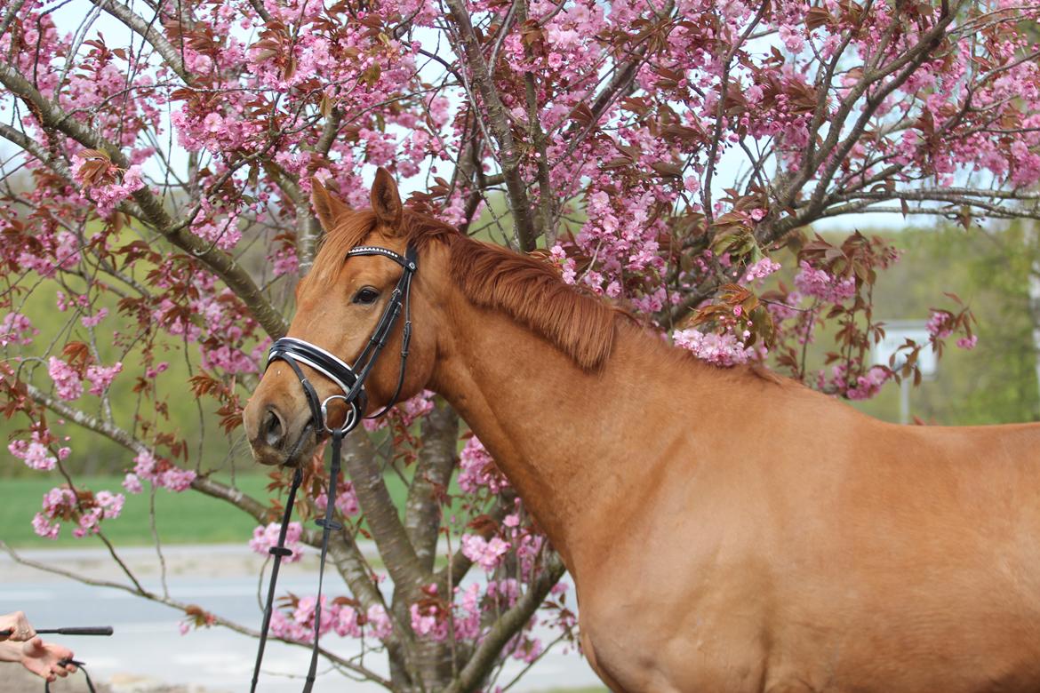 Dansk Varmblod Coco Pops billede 3