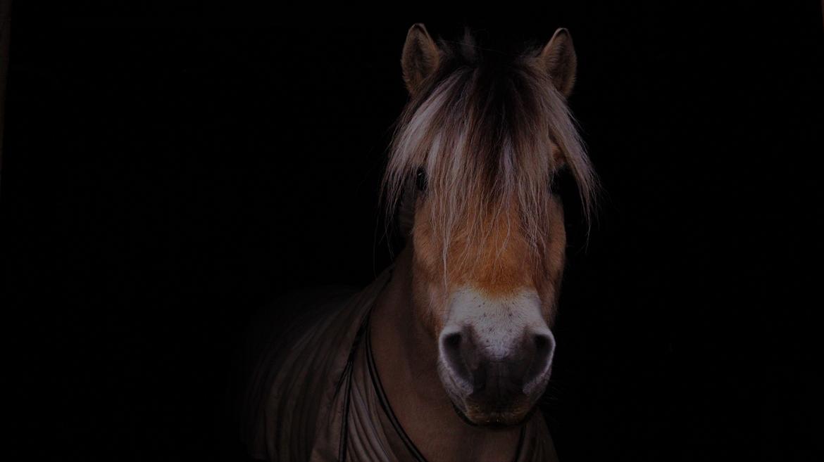 Fjordhest Kvint Frølunde <3 - Min smukke gule dreng! <3 billede 1