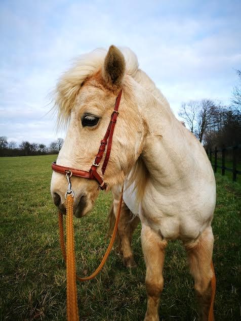 Welsh Partbred (Sec F) Stendalsgaards Golden billede 8