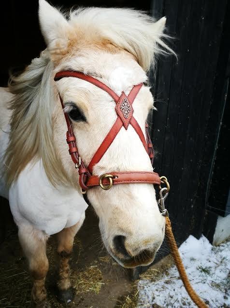 Welsh Partbred (Sec F) Stendalsgaards Golden billede 4