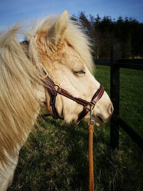 Welsh Partbred (Sec F) Stendalsgaards Golden - Sidste billede af Golden  billede 20