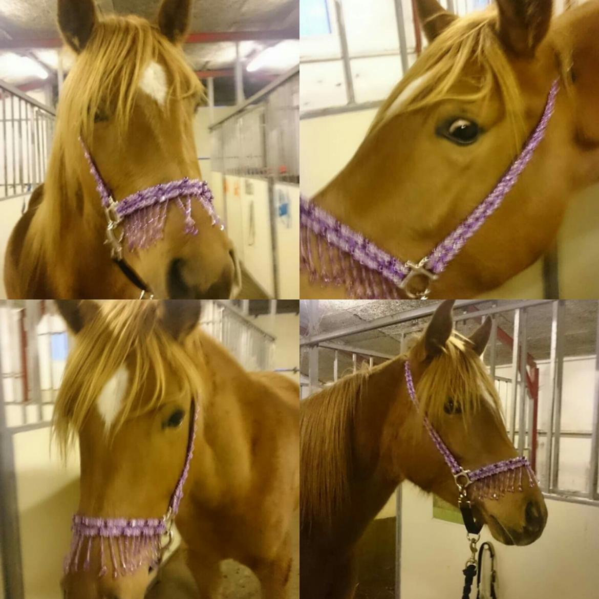 Arabisk fuldblod (OX) Emira bint Gharib ox *SOLGT* billede 37