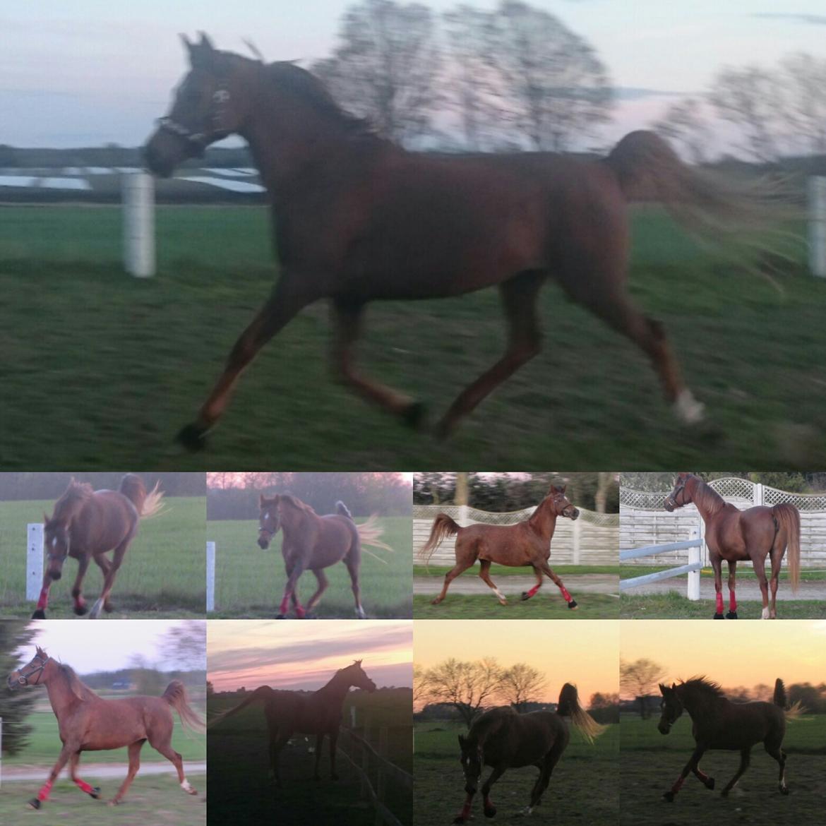 Arabisk fuldblod (OX) Maheba ox 3214 R.I.P 02-04-2019 billede 24