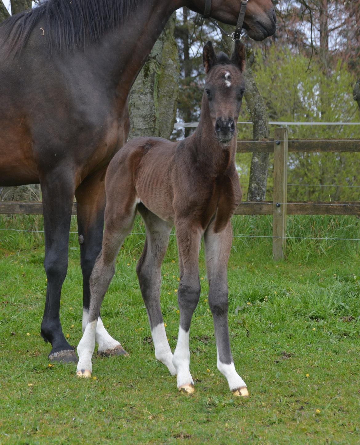 Dansk Varmblod Romeo L billede 5