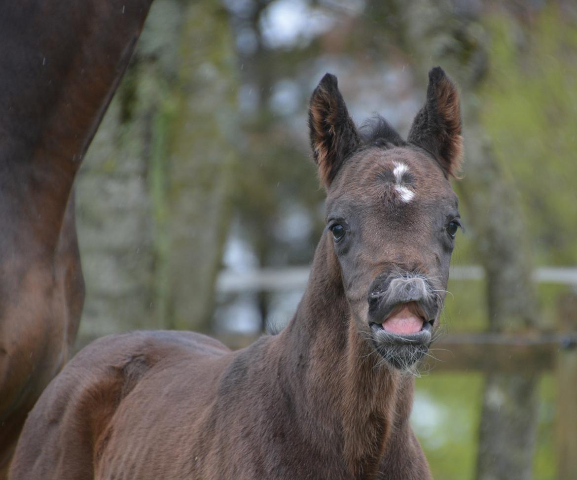 Dansk Varmblod Romeo L billede 2